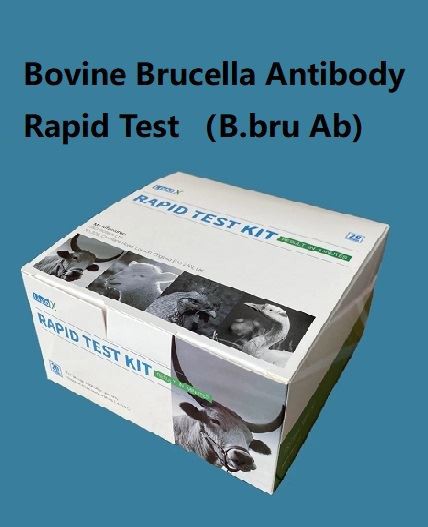 Bovine Brucella Antibody Rapid Test