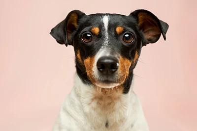 Canine Brucella Antibody Test: Safeguarding Reproductive Health and Zoonotic ...