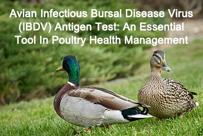 Avian Infectious Bursal Disease Virus (IBDV) Antigen Test: An Essential Tool ...