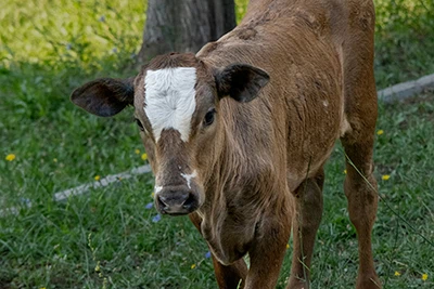 Bovine Neosporosis: A Disease Often Missed on Farms