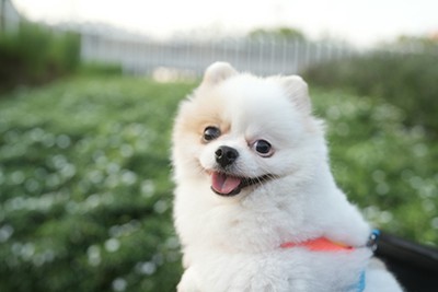 Canine Anaplasmosis: An Increasing Concern in Tick-Borne Disease Management