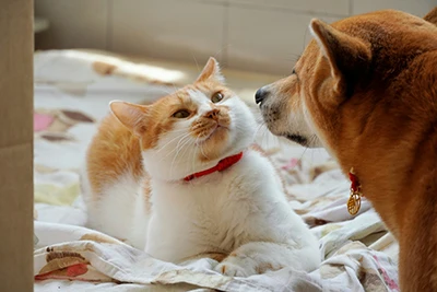 Giardia Antigen Testing: Why More Vets Are Paying Attention