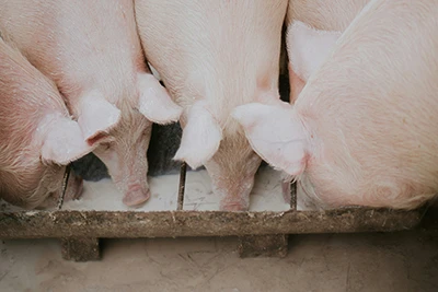 Porcine Trichinella spiralis Antibody Test – A Practical Take