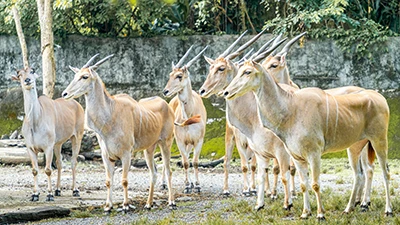 Ovine PPRV Antibody Testing: What It Tells You, and When to Use It on the Farm