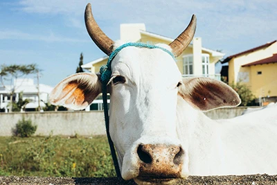 Bovine Paratuberculosis Antibody Test — Keeping an Eye on Johne’s Risk in You...