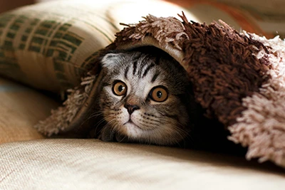 Feline Hemotropic Mycoplasma – What Vets and Cat Owners Actually Need to Know