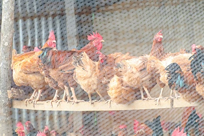 Marek’s Disease Virus Antigen Testing in Poultry: Early Detection for Better ...