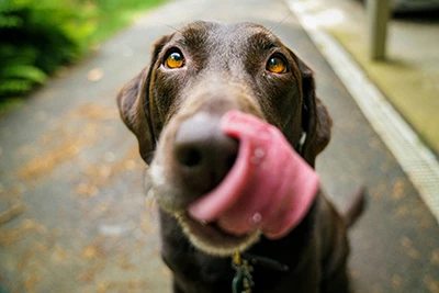 Canine Leptospirosis – A Clinician’s Take