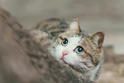 Feline Panleukopenia – What Actually Matters in Practice