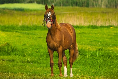 Equine Infectious Anemia Virus: Disease Overview And The Role Of Antibody Test