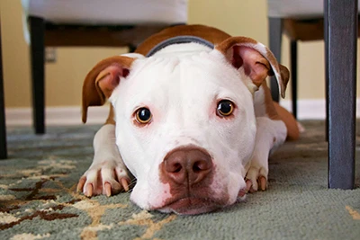 Canine Distemper Virus Antigen Test: Detection And Clinical Significance