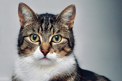 Feline Infectious Peritonitis Antibody Test: What Does It Tell Us?