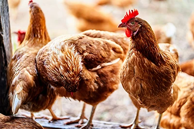 Newcastle Disease Virus: What Poultry Producers Need To Know