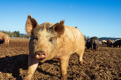 Classical Swine Fever Virus: What Pig Herds Need To Know