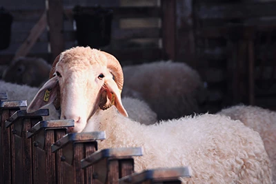 Peste Des Petits Ruminants: What Sheep Farmers Need To Know