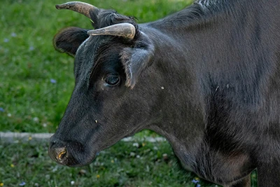 Bovine Cryptosporidiosis: An Often Overlooked Cause Of Calf Diarrhea