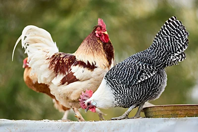 Avian Salmonella spp. Antigen Test: Understanding Salmonella Infection in Birds